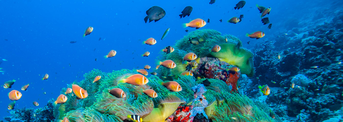 Sri Lanka | Maduro Dive | Exclusive Scuba Diving Packages