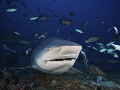 Beqa Lagoon Resort - Viti Levu, Fiji shark scuba diving