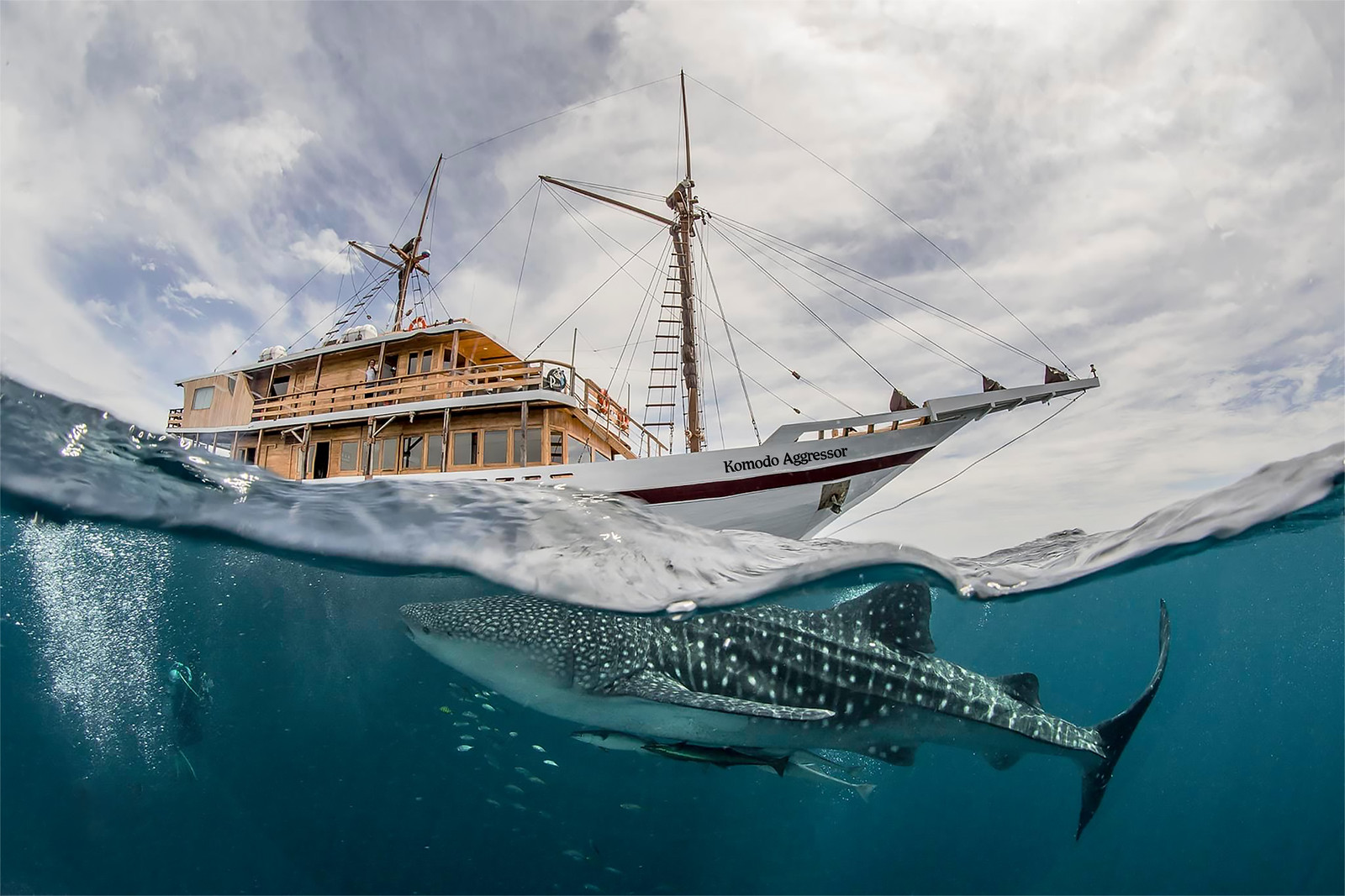 Komodo Aggressor Liveaboard - Komodo, Indonesia boat and whale shark